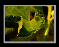 Ladybug 012 by Steve Eis