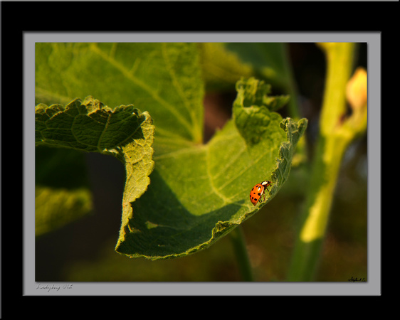 Ladybug 012 by Steve Eis