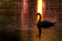 Swan in Ice at Sunrise
