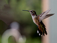 20230812 Hummers (26 of 61)