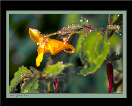 Dewey Yellow Flower by Steve Eis