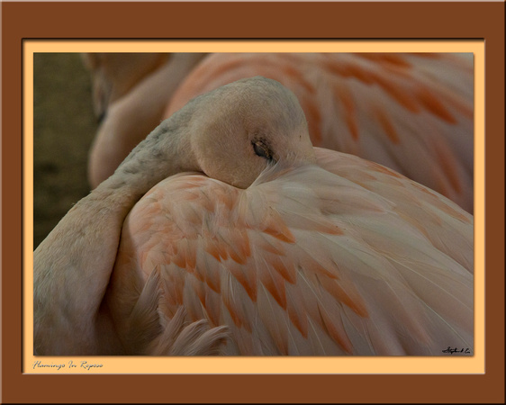 Flamingo in Repose by Steve Eis