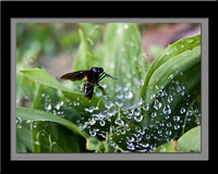 Wet Footed Wasp by Steve Eis