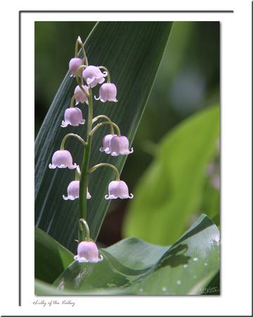 Lilly of the Valley by AD Coletta