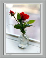 Rose In Window By Steve Eis